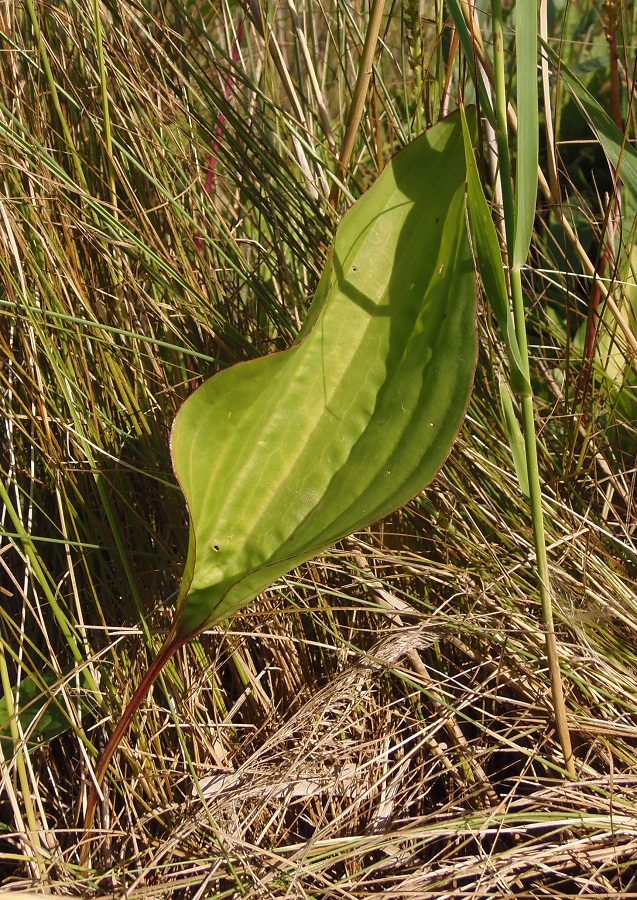 Изображение особи Plantago uliginosa.