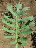 Glaucium corniculatum. Лист. Крым, вост. берег Симферопольского вдхр. 19 мая 2009 г.