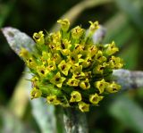 Bidens cernua