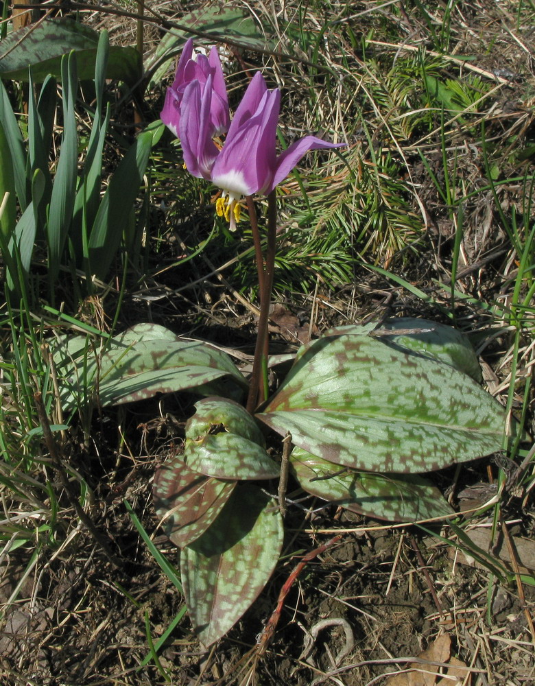 Изображение особи Erythronium sajanense var. argenteum.