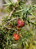 Juniperus deltoides