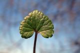 Glechoma hederacea. Лист (верхняя сторона). Новгородская обл., г. Боровичи, Бобровские горы, луг у осиновой рощи. 06.05.2015.