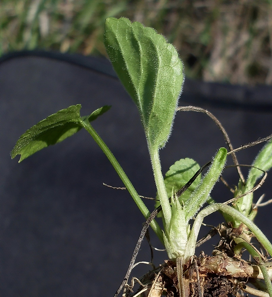 Image of Viola odorata specimen.