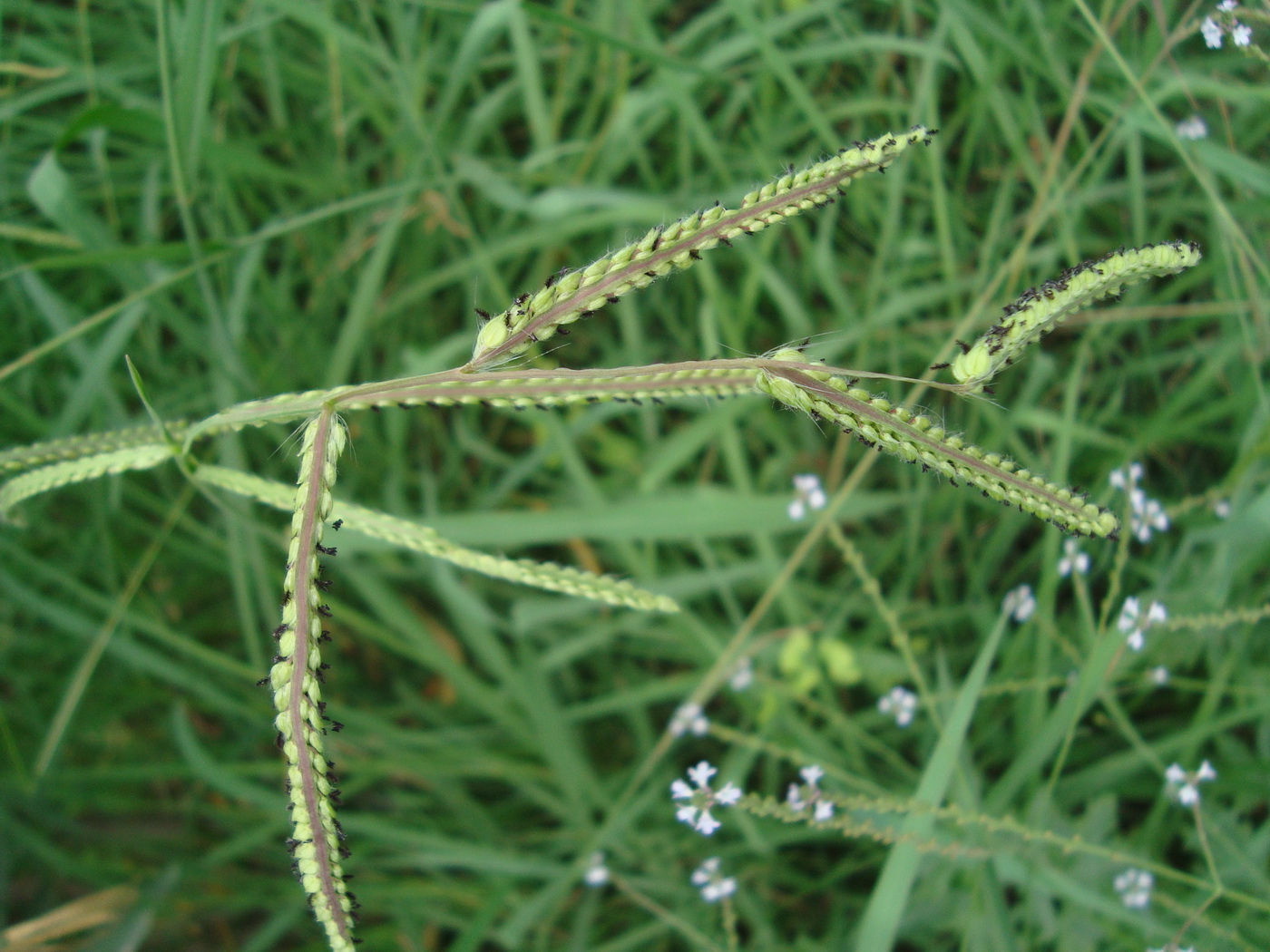 Изображение особи Paspalum dilatatum.