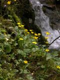 Ranunculus constantinopolitanus