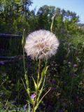 Tragopogon orientalis