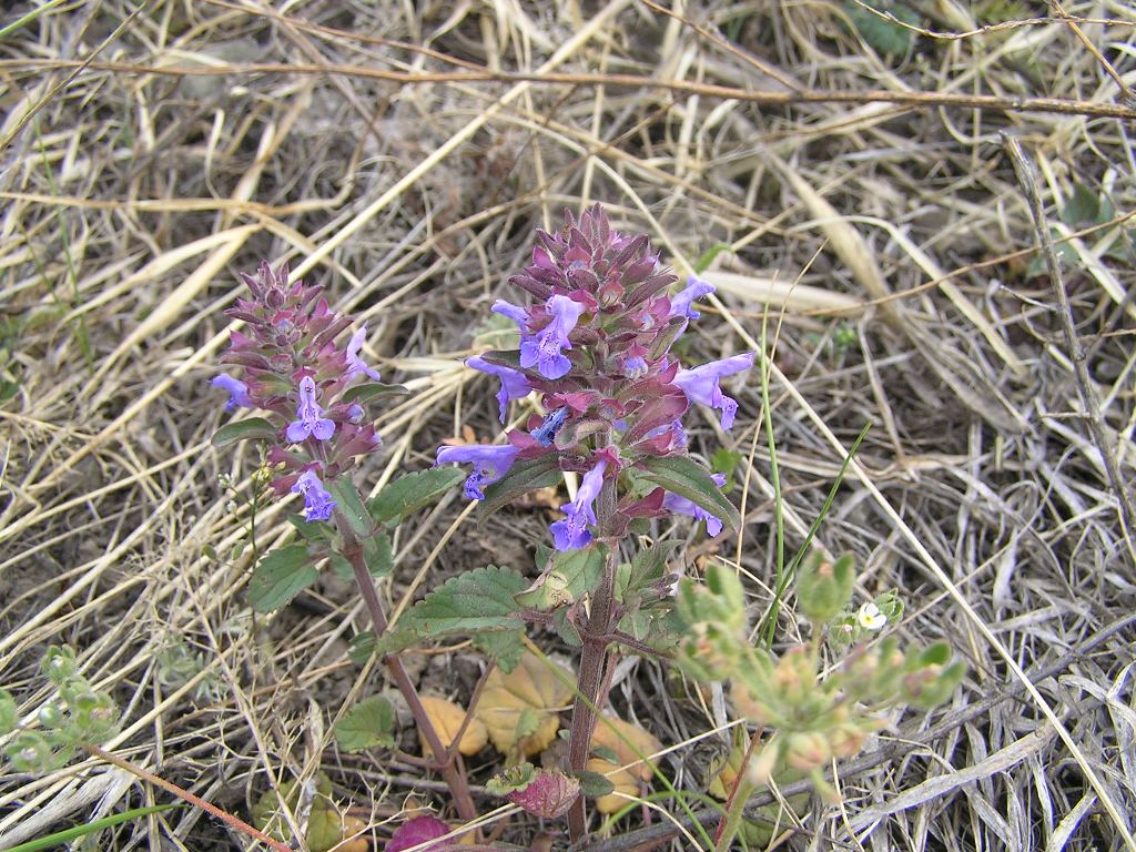 Изображение особи Dracocephalum nutans.