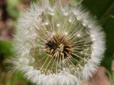 род Taraxacum. Плоды-семянки на цветоложе. Беларусь, Минский р-н, остановочный пункт Зелёное, лужайка между лесом и частным сектором. 28.05.2016.