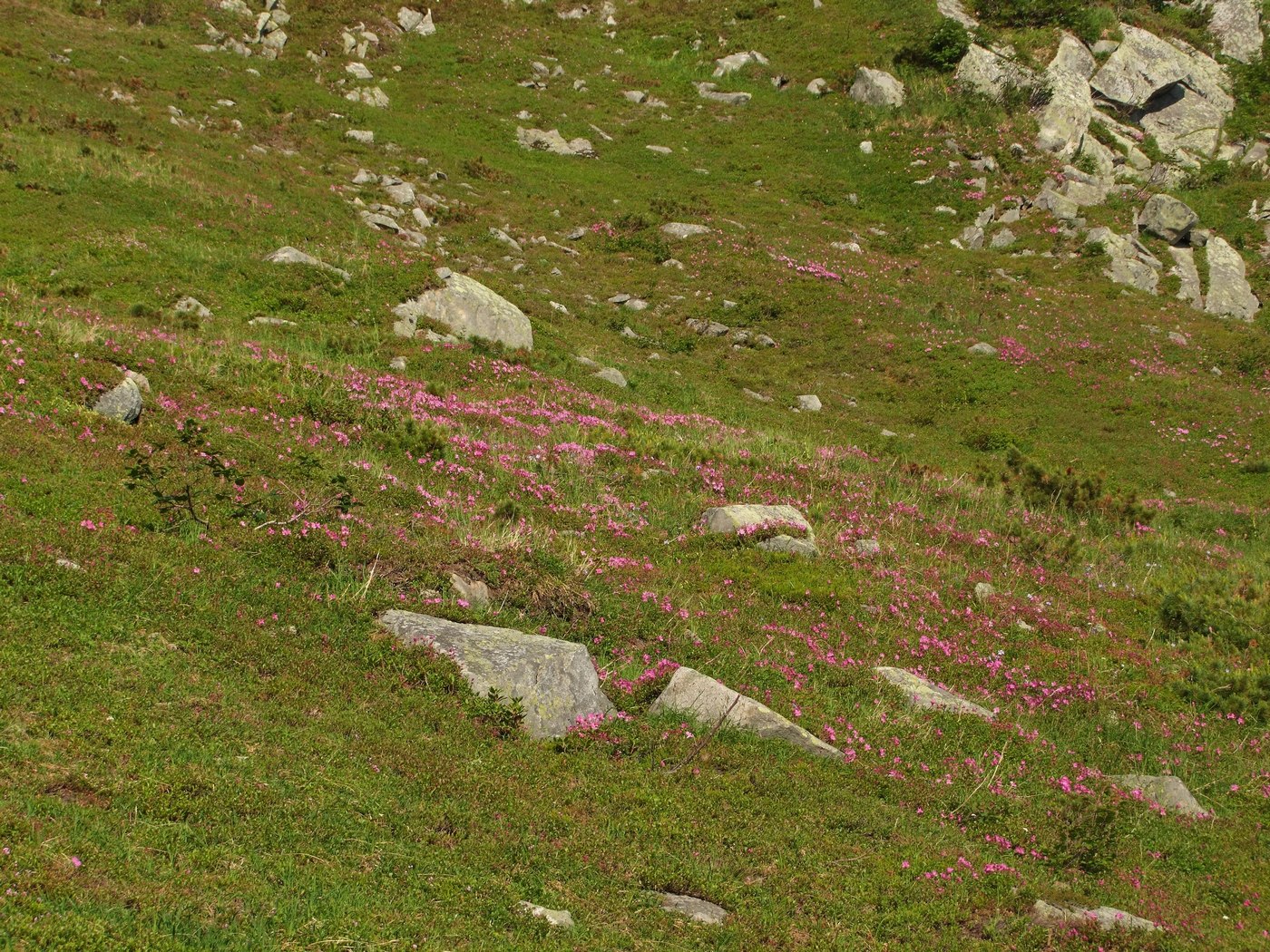 Изображение особи Rhododendron camtschaticum.