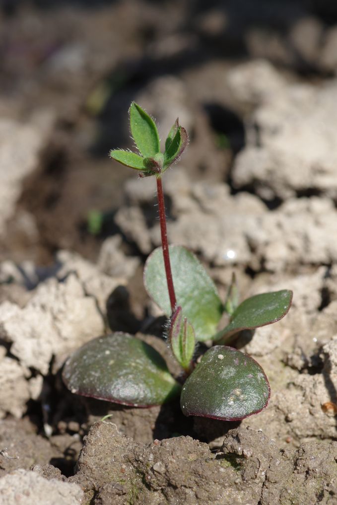 Изображение особи Lupinus &times; regalis.