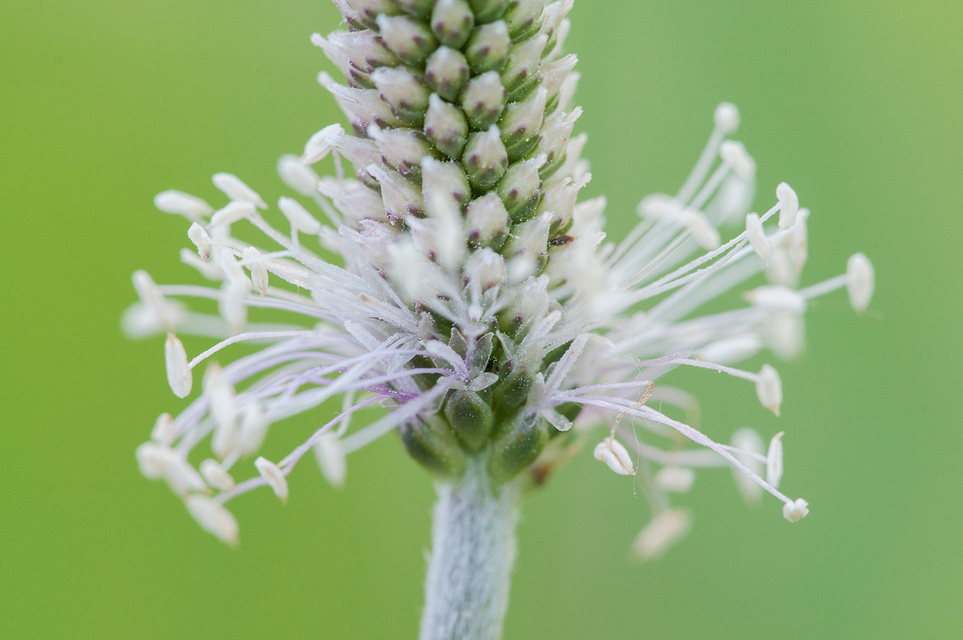 Изображение особи Plantago media.