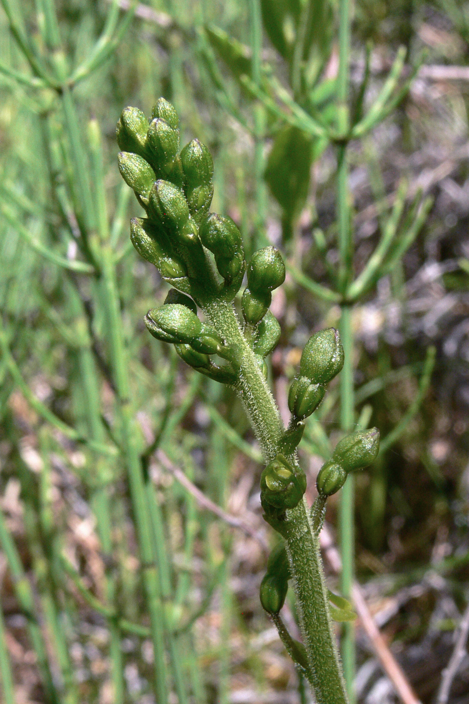 Изображение особи Listera ovata.