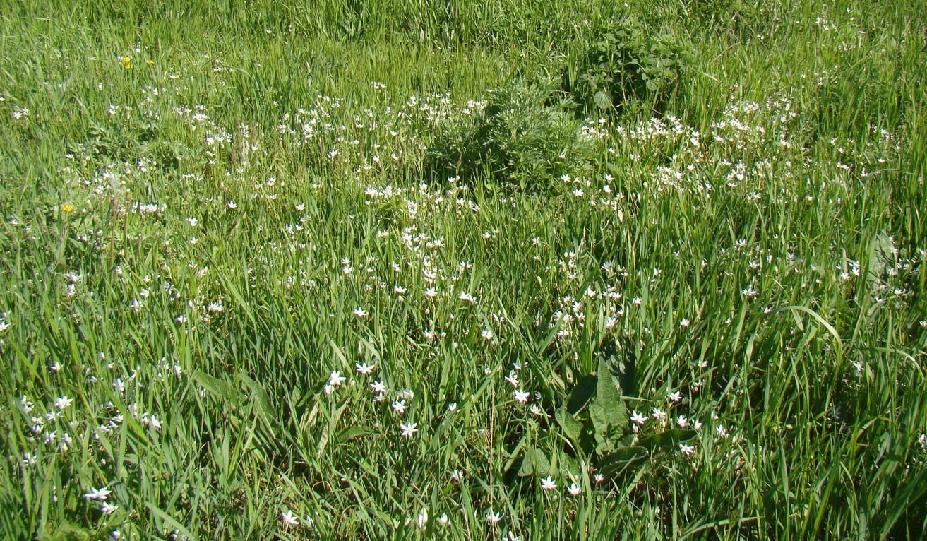 Изображение особи Ornithogalum woronowii.