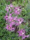 Dianthus superbus