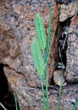 род Agropyron. Верхушки побегов с соцветиями. Монголия, аймак Завхан, окр. пос. Сантмаргац, ≈ 1700 м н.у.м., у подножия скал. 10.06.2017.