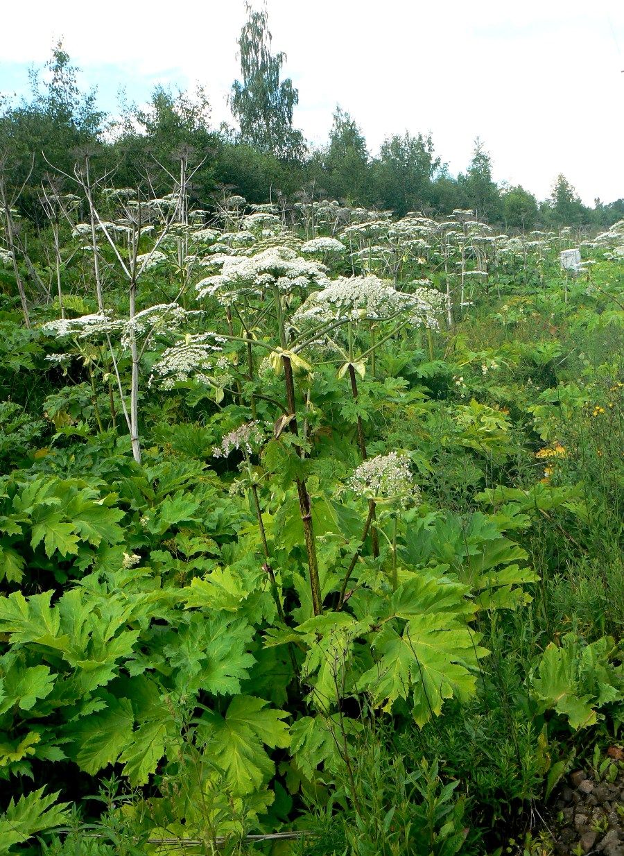 Изображение особи Heracleum sosnowskyi.