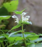 Lamium album