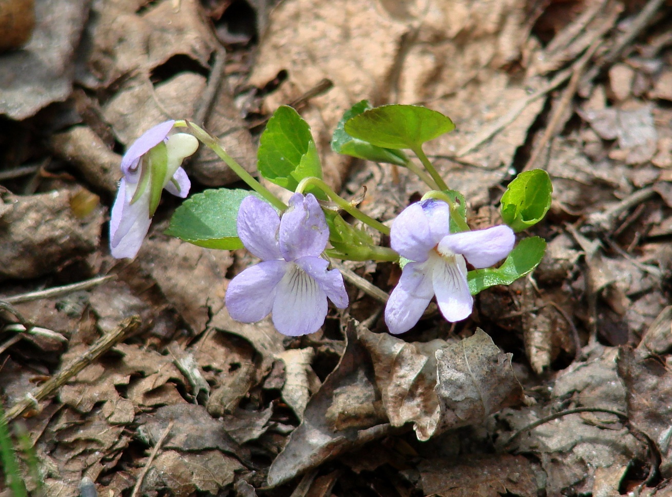 Image of Viola sacchalinensis specimen.