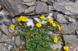 Potentilla gelida