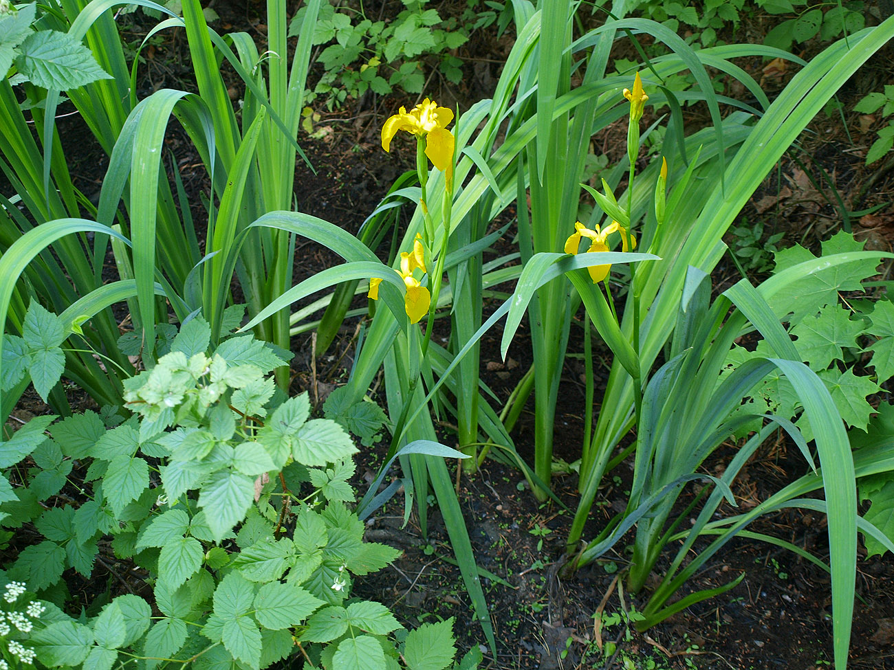 Изображение растения Iris pseudacorus.