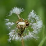 Taraxacum officinale