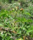 Rosa canina. Часть ветви с завязавшимися плодами; некоторые листья с поражениями ржавчинным грибом. Дагестан, Левашинский р-н, окр. с. Цудахар, ок. 1300 м н.у.м., каменистый склон. 11.06.2019.