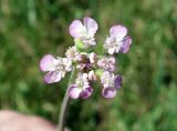 Turgenia latifolia. Часть соцветия. Кыргызстан, Чуйская обл., окр. г. Бишкек восточнее с. Орто-сай, предгорье, лог между холмами. 25.05.2019.