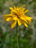 Rudbeckia laciniata. Соцветие (махровая форма). Йошкар-Ола, ул. Первомайская, цветник у часовни, в культуре. 21.07.2021.