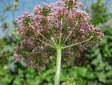 Pimpinella rhodantha