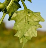 род Solanum. Лист (вид на абаксиальную поверхность). Тульская обл., Плавский р-н, окр. пос. Молочные Дворы, дачный участок. 24.08.2022.