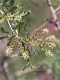 Nitraria schoberi