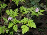 Geranium robertianum. Фрагмент растения с листьями, цветками и завязавшимися плодами. Ульяновская обл, окр. г. Димитровград, пойма р. Мал. Ерыкла, опушка черноольхового леса. 24.05.2024.