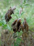 Oxytropis pilosa