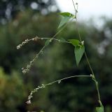 Fallopia convolvulus