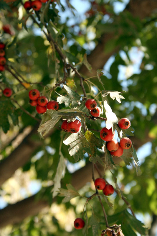 Image of Crataegus turkestanica specimen.