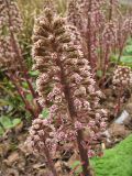 Petasites hybridus