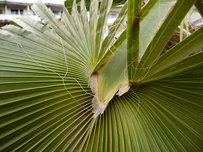 Изображение особи Washingtonia filifera.