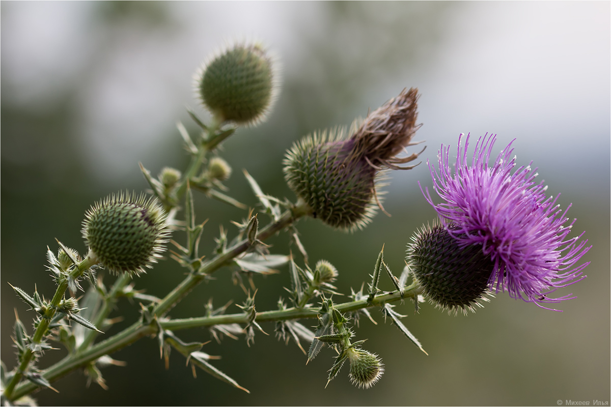 Image of Cirsium ukranicum specimen.