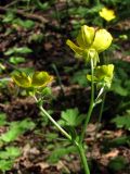 Ranunculus constantinopolitanus