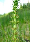 Myriophyllum verticillatum. Верхняя часть соцветия. Ярославская обл., Угличский р-н, с. Масальское, р. Корожечна. 25.07.2012.