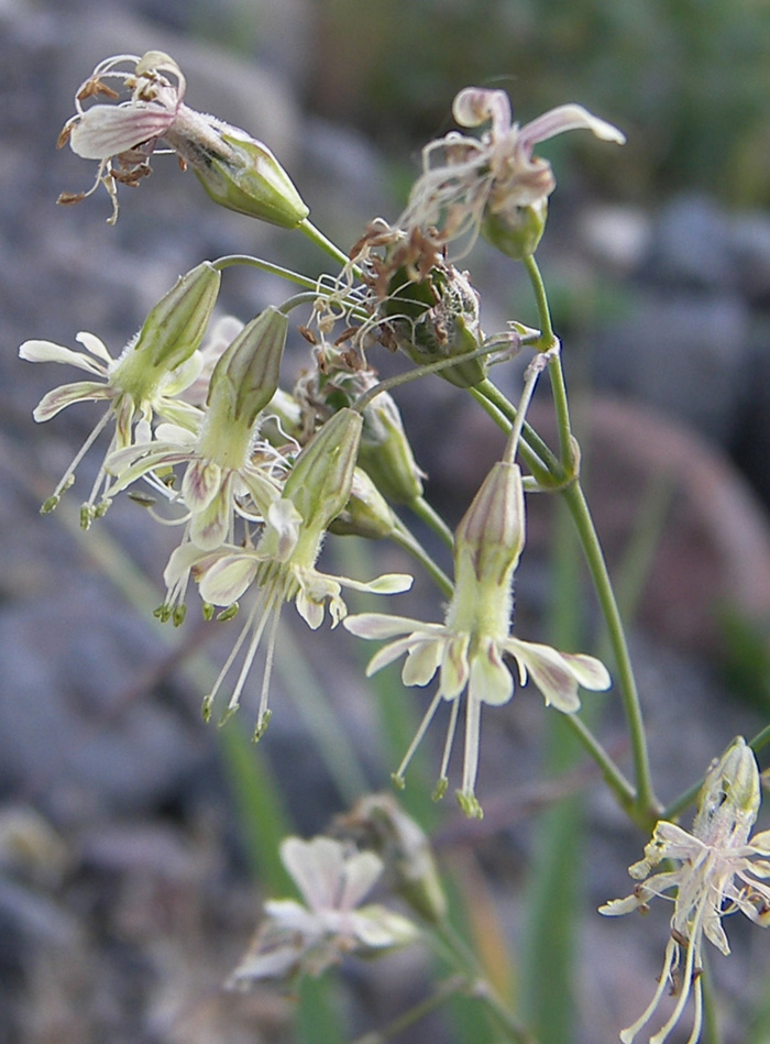 Изображение особи Silene saxatilis.