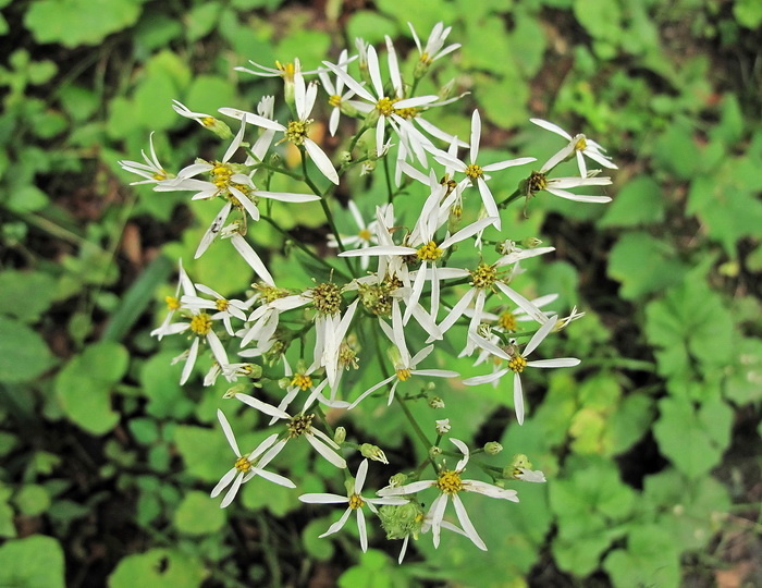 Image of Doellingeria scabra specimen.