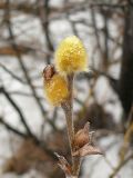 Salix lanata. Побег с генеративными почками. Мурманская обл., Североморский р-н, окр. пос. Росляково. 02.05.2009.