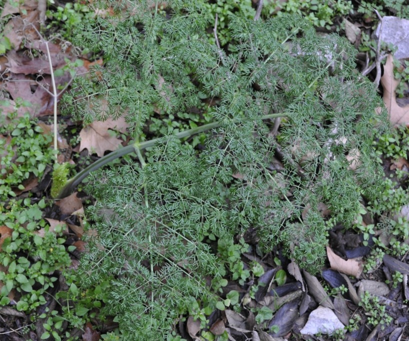 Изображение особи семейство Apiaceae.