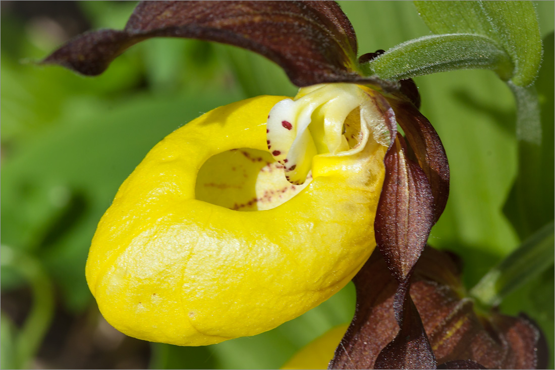 Изображение особи Cypripedium calceolus.