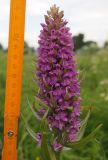 Dactylorhiza baltica