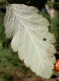 Sorbus intermedia. Обратная сторона листа. Германия, г. Кемпен, у дороги. 15.09.2013.