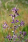 Nepeta ucranica