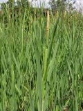 Typha &times; glauca