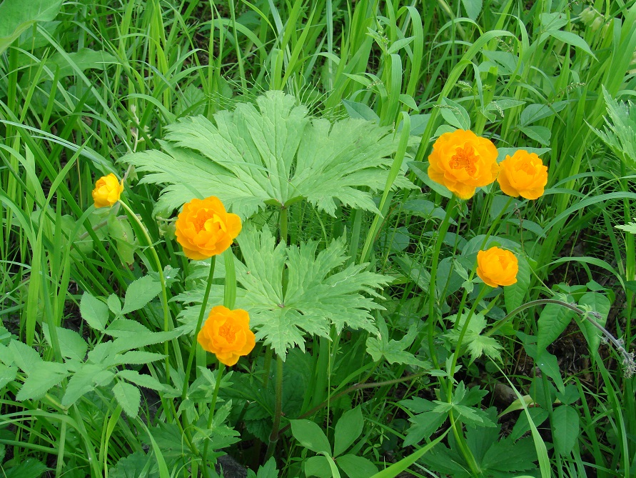 Изображение особи Trollius kytmanovii.